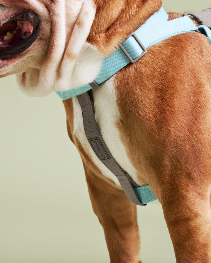 Prynwan Two Tone Quick Release Collar Baby blue Taupe