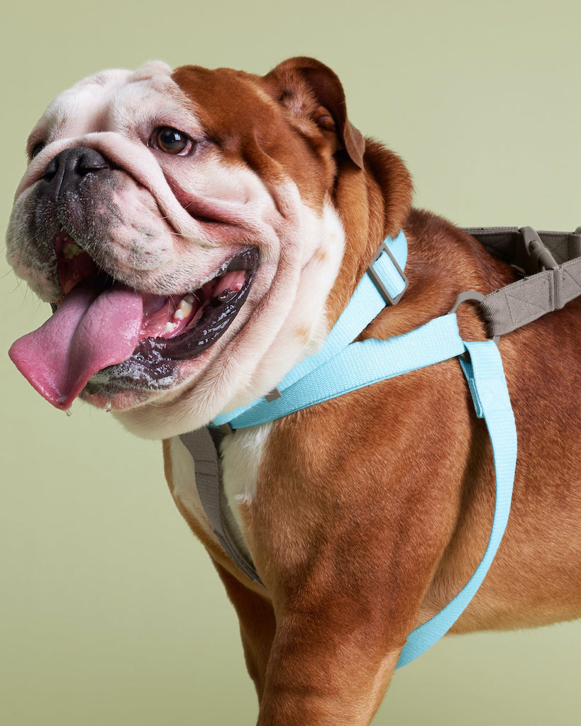 Prynwan Two Tone Quick Release Collar Baby blue Taupe