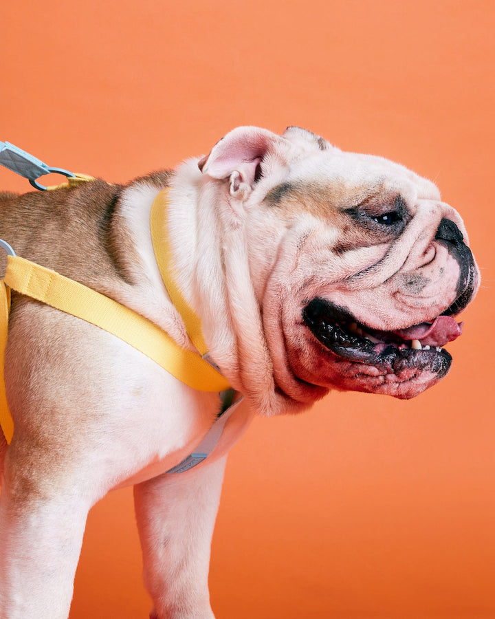 Prynwan Two Tone Quick Release Collar Yellow Blue
