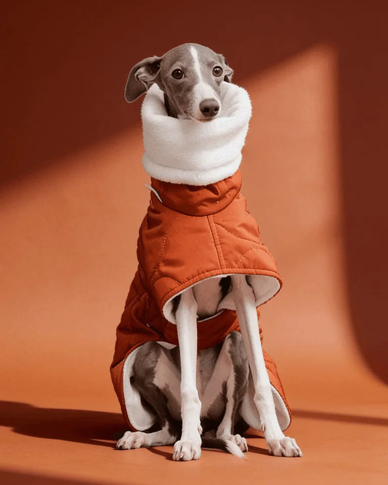 Quilted Inner Fleece Iggy and Whippet Winter Coat CityBear