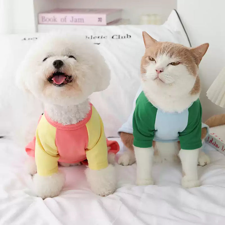 Two pets wearing colorblocked shirts on a bed