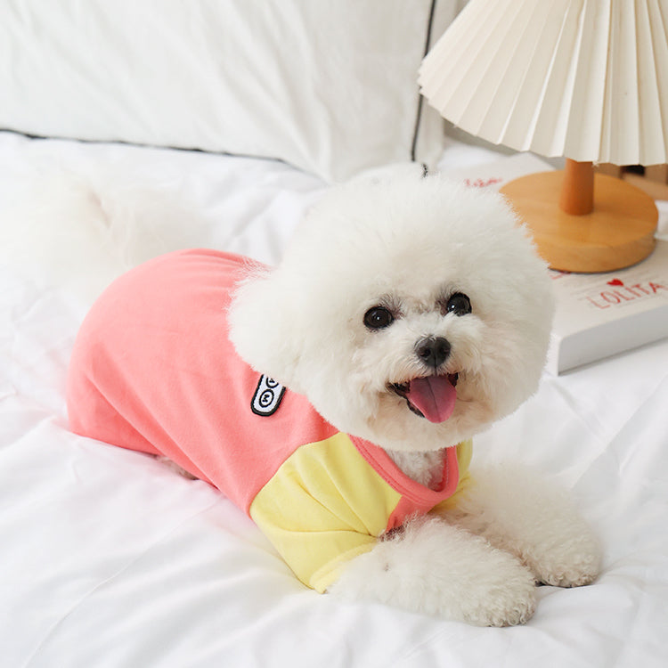 Small white dog wearing a colorblock outfit on a bed