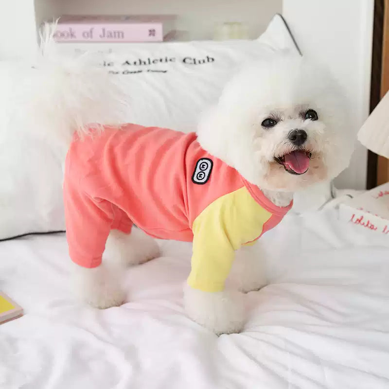 Small white dog wearing a colorblock outfit on a white surface