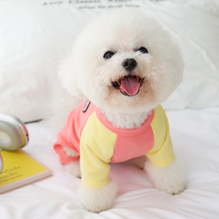 Small white dog wearing a colorblock outfit on a soft surface