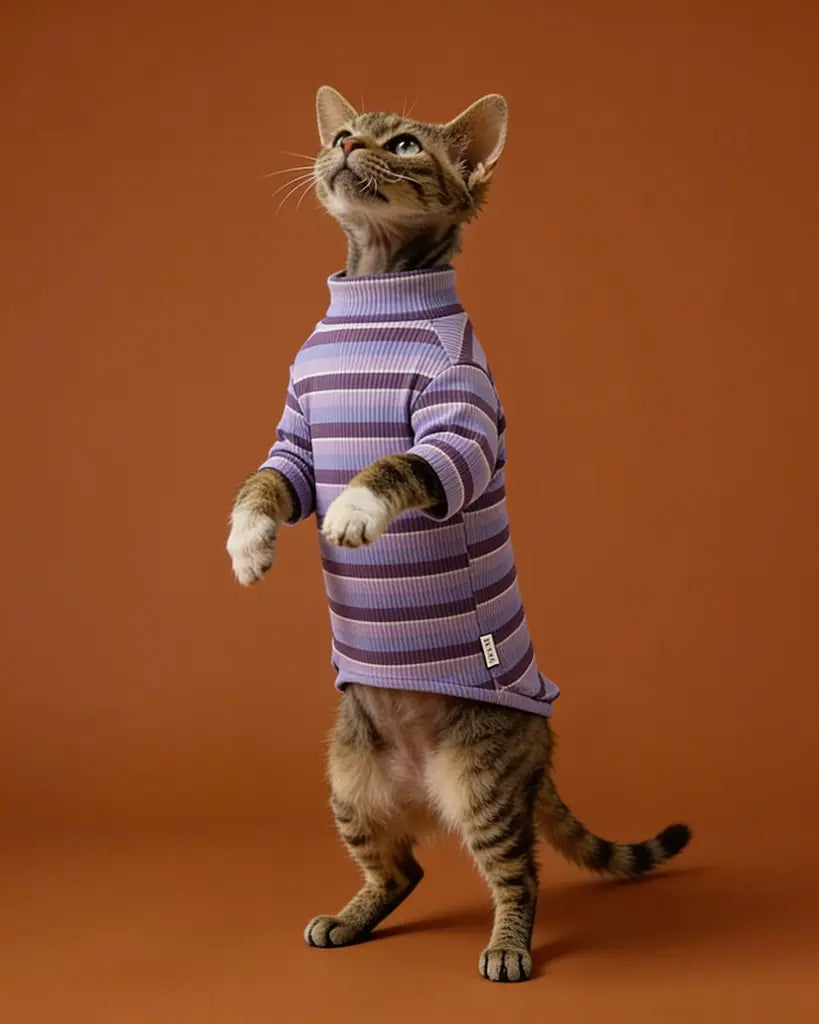 Sphynx cat wearing a comfortable striped spring t-shirt indoors