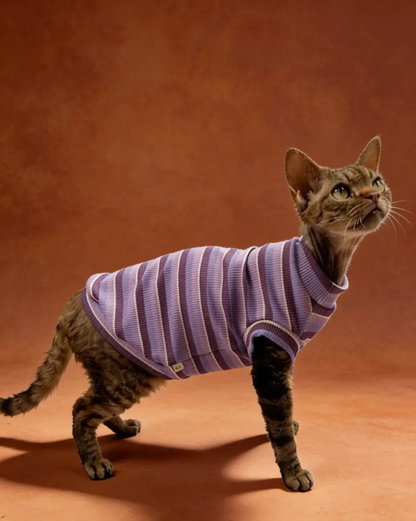 Sphynx cat wearing a comfortable striped spring tank top indoors