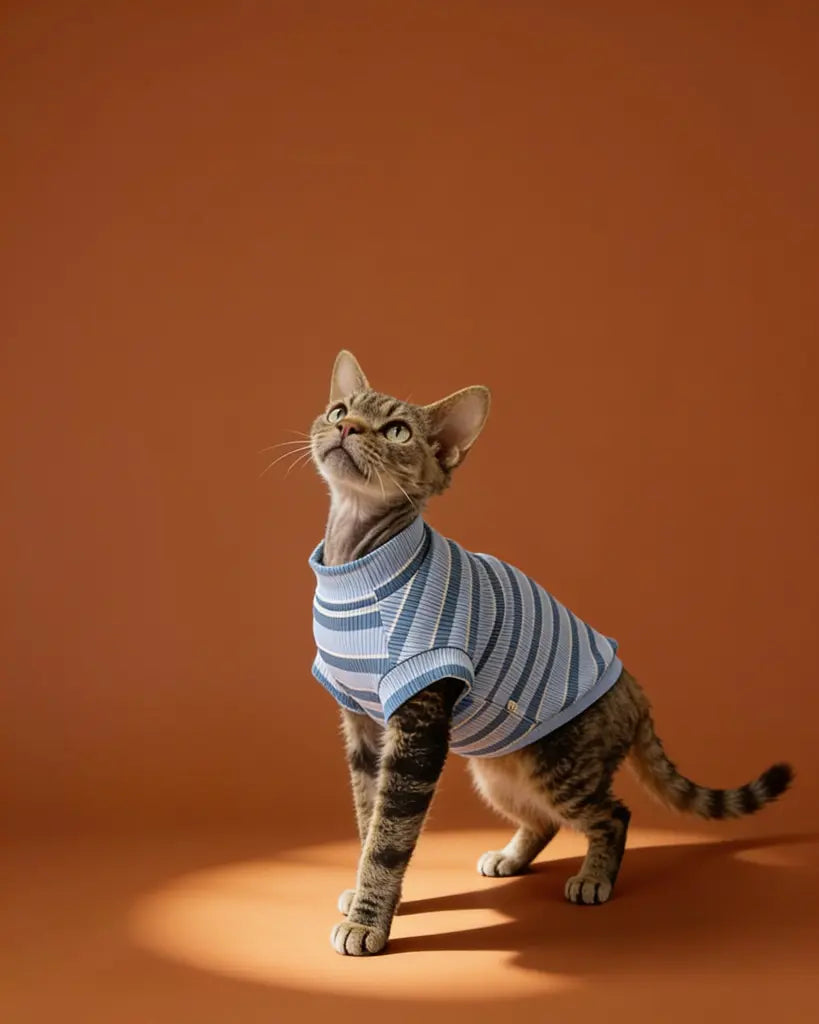 Sphynx cat wearing a comfortable striped spring tank top indoors