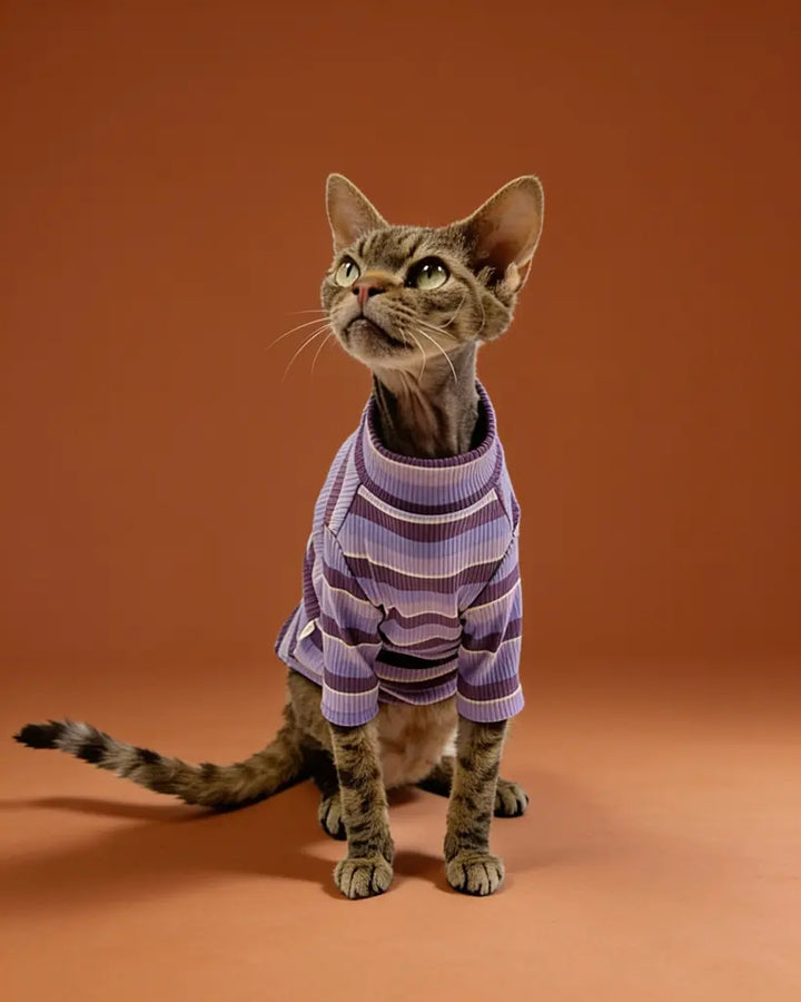 Sphynx cat wearing a comfortable striped spring t-shirt indoors