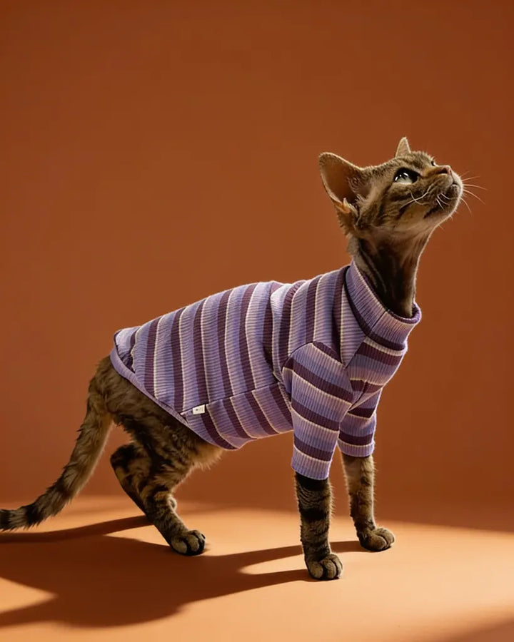 Sphynx cat wearing a comfortable striped spring t-shirt indoors