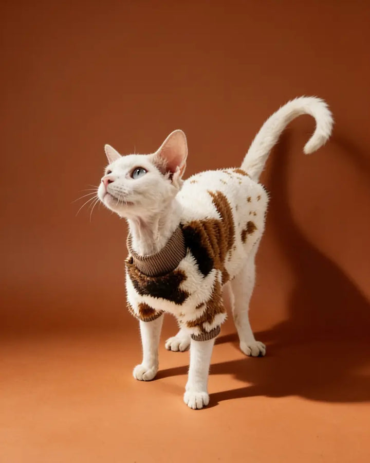 Sphynx cat wearing a brown and black patterned sweater for winter warmth