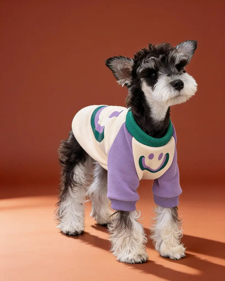 A small black-and-white dog wearing a purple and cream pet sweater with a green collar and smiley face 