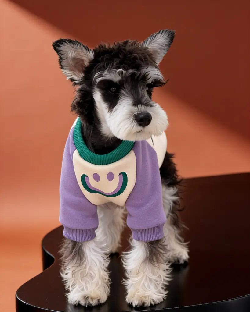 A small black-and-white dog wearing a purple and cream pet sweater with a green collar and smiley face graphic