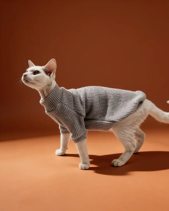 White Sphynx cat wearing a soft gray ribbed knit sweater for fall and winter warmth.