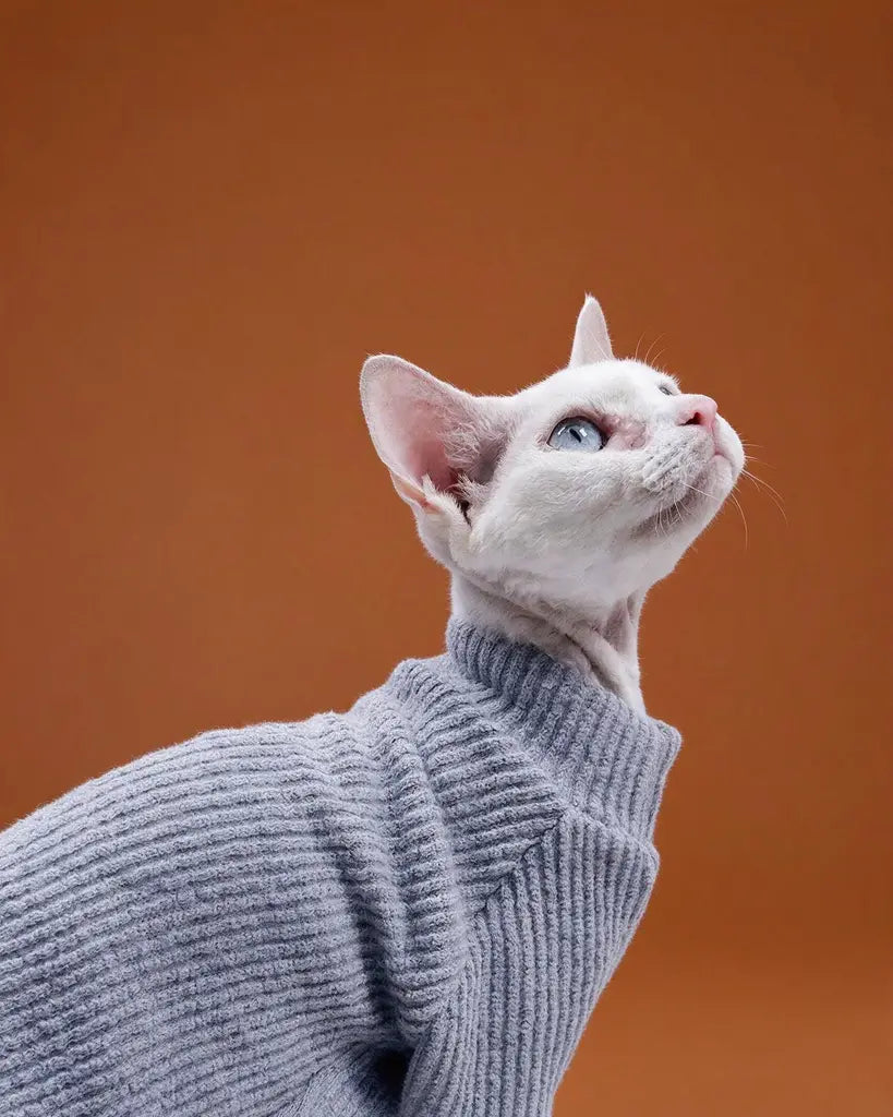 White Sphynx cat wearing a soft gray ribbed knit sweater for fall and winter warmth.