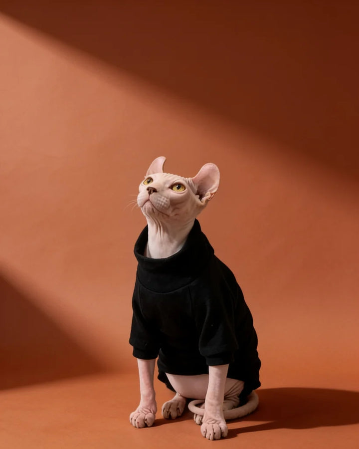 Sphynx cat wearing a black cashmere sweater for warm fall and winter indoor comfort