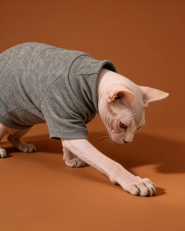 A hairless cat wearing a gray pet sweater.