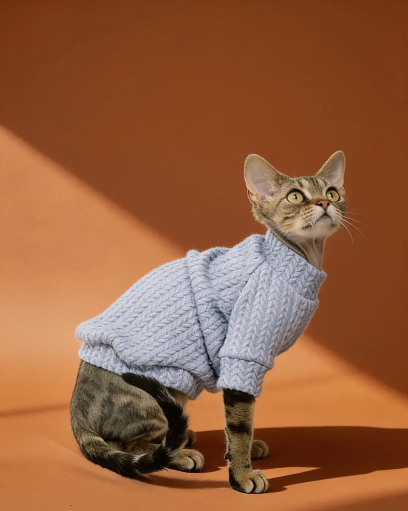 Sphynx cat wearing a lavender chunky knit cotton sweater