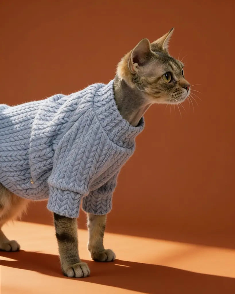 Sphynx cat wearing a lavender chunky knit cotton sweater