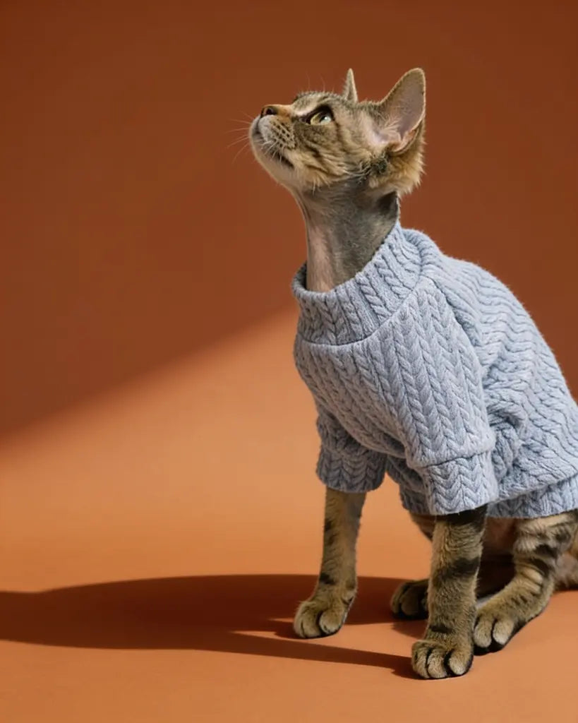 Sphynx cat wearing a lavender chunky knit cotton sweater