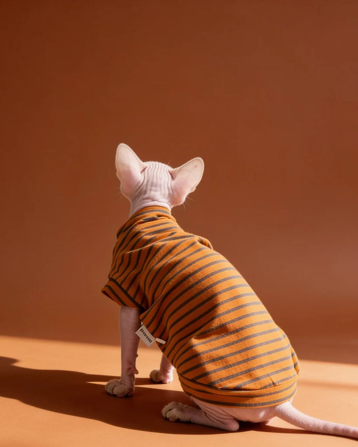 Sphynx cat wearing a lightweight orange striped cotton tee 