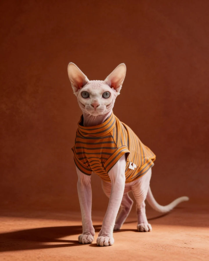 Sphynx cat wearing a lightweight orange striped cotton tee 