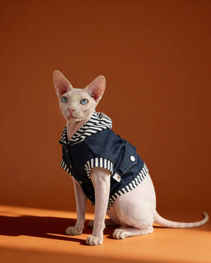 Sphynx cat wearing a blue cotton denim-style harness jacket