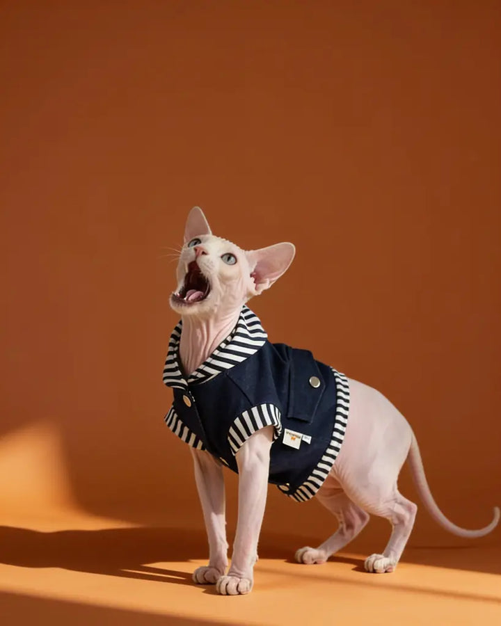 Sphynx cat wearing a blue cotton denim-style harness jacket