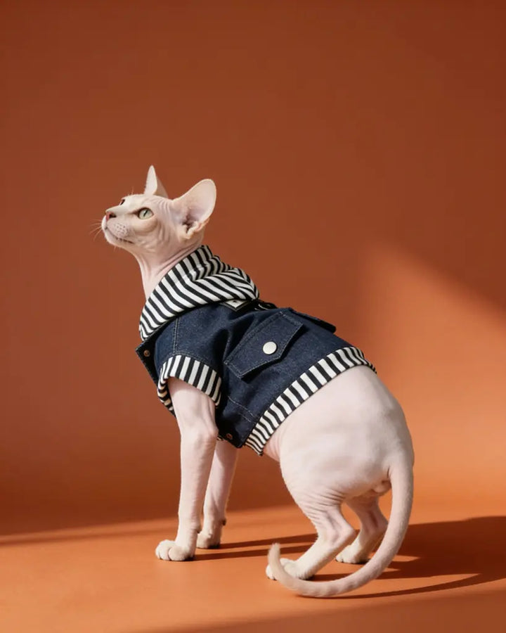 Sphynx cat wearing a blue cotton denim-style harness jacket