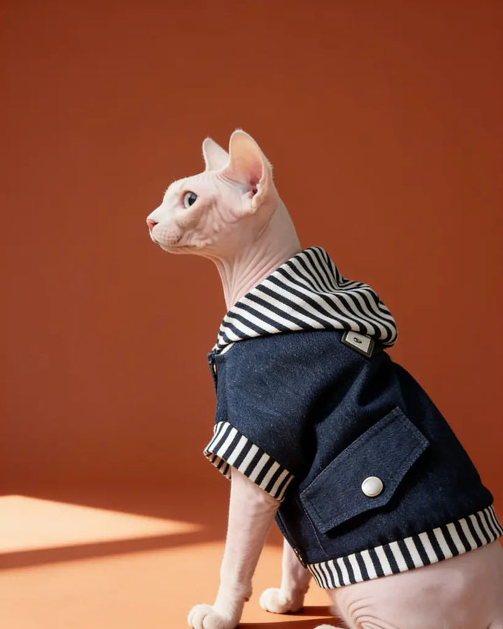 Sphynx cat wearing a blue cotton denim-style harness jacket