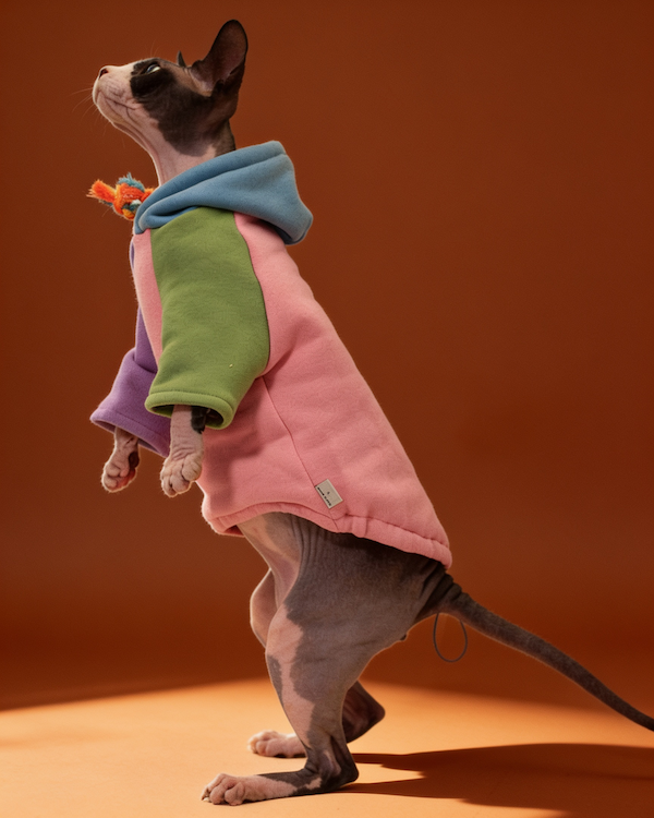 Sphynx cat wearing a colorful warm hooded sweatshirt for fall and winter