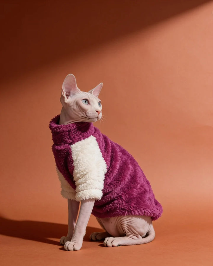 Sphynx cat wearing a magenta plush color block sweater for warmth