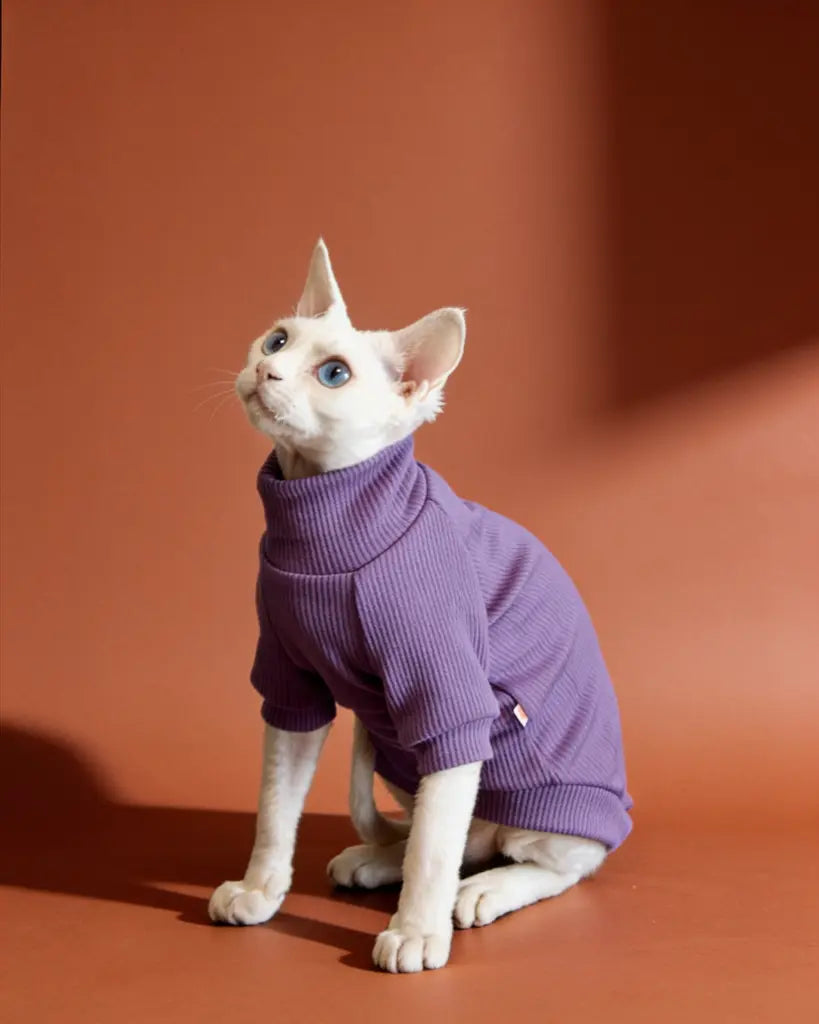 White Sphynx cat wearing a purple long sleeve warm jumper