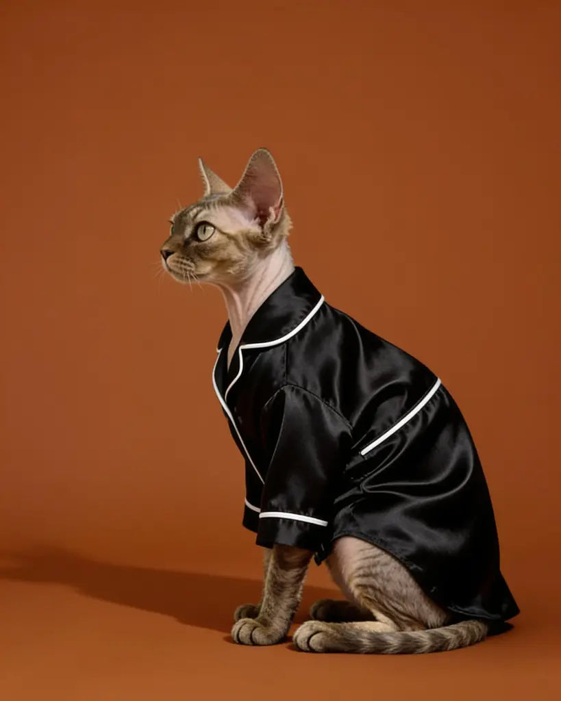 Cat wearing a black outfit with white trim against a textured white wall.