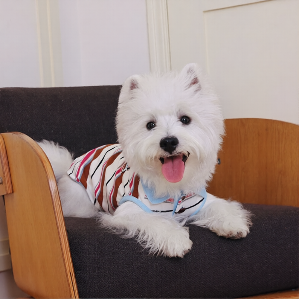 White dog wearing a striped shirt sitting on a dark gray couch.
