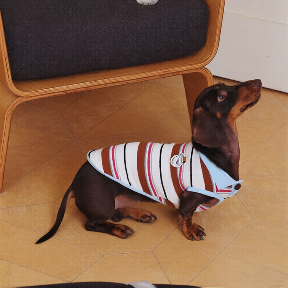 Dachshund wearing a striped shirt standing on a tiled floor next to a chair.