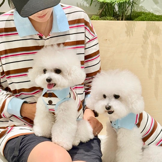Person wearing a striped shirt sitting with two small white dogs also in matching striped outfits.