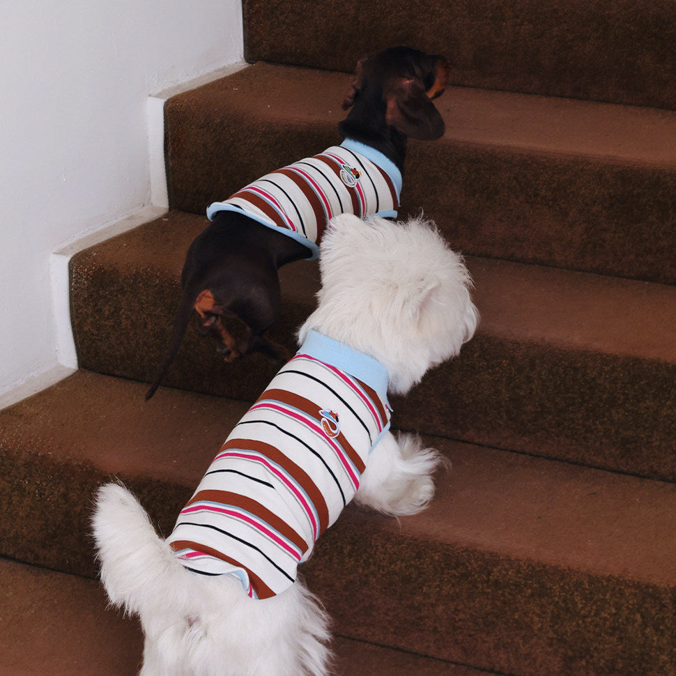 Two dogs wearing striped shirts on a carpeted staircase.