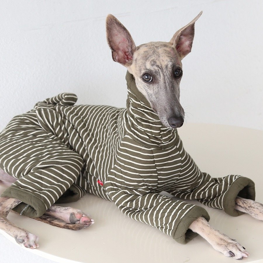 Mono elegante de rayas para perro de cuatro patas con lazo