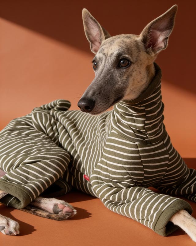 Striped Protective Belly and Chest Onesies for Italian Greyhound and Whippet CityBear