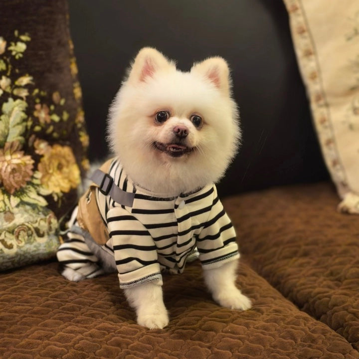 Small white dog wearing a striped outfit sitting on a brown couch.