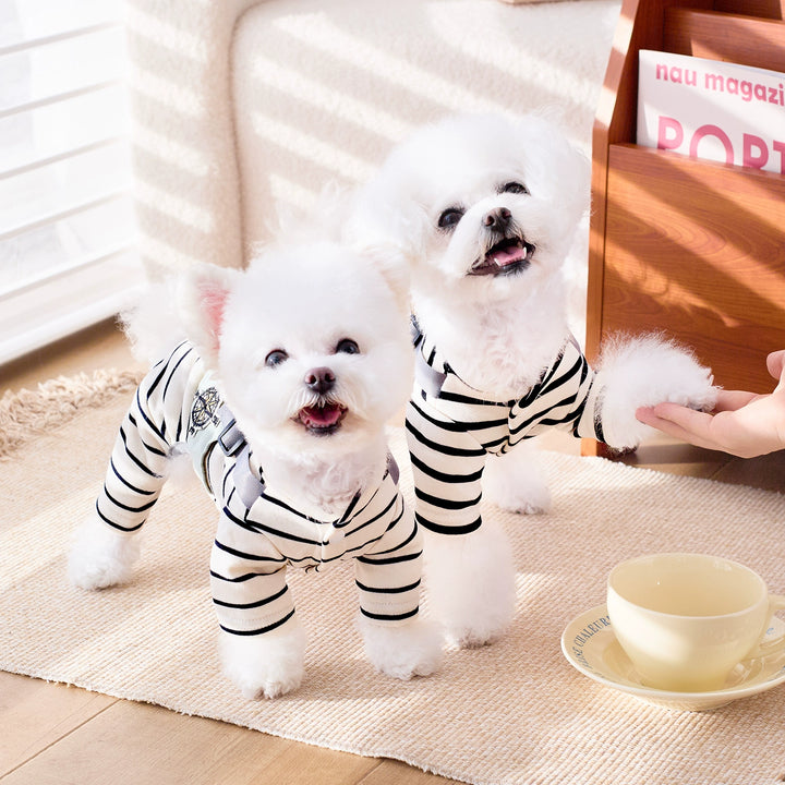 Two small dogs wearing striped outfits standing on a rug with a cup and saucer in the foreground.