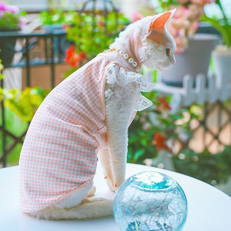 Lace Ruffle Sleeve Gingham Sphynx Cat Camisoles