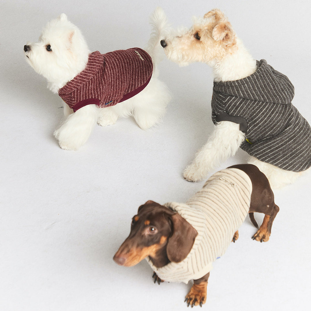 Three dogs wearing knitted sweaters on a light background