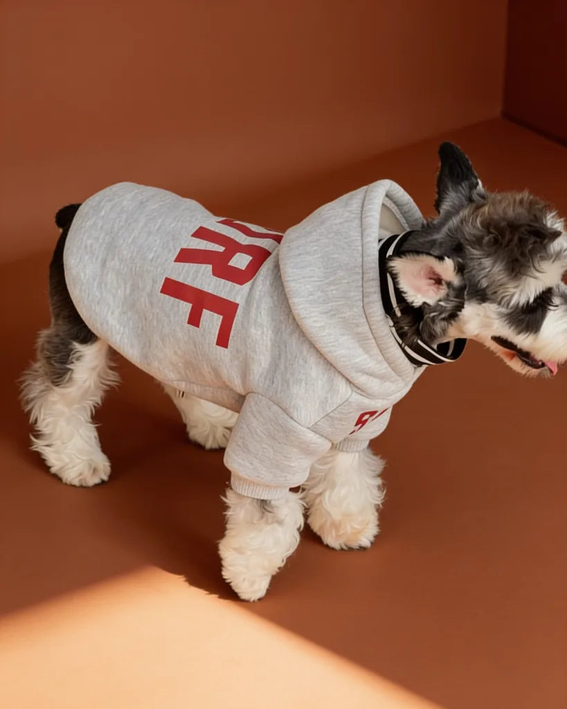 A small gray and white dog wearing a light gray hoodie with bold red letters on the back