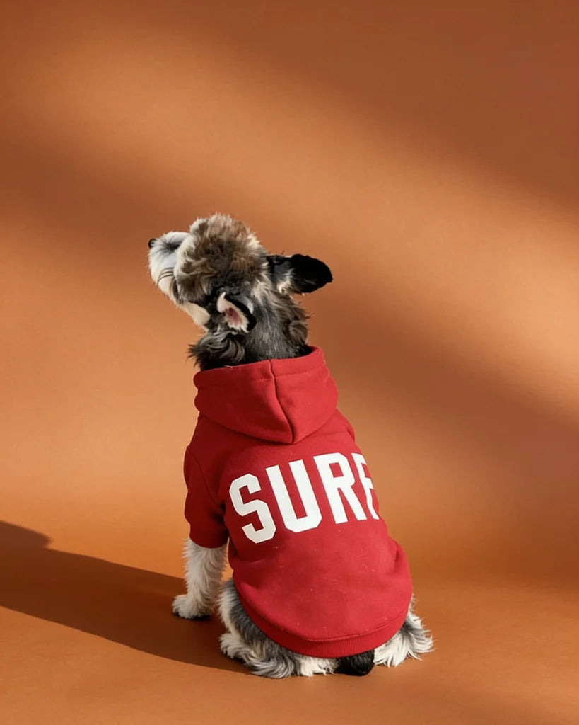 A small gray and white dog wearing a red dog hoodie with 'SURF' printed in white on the back