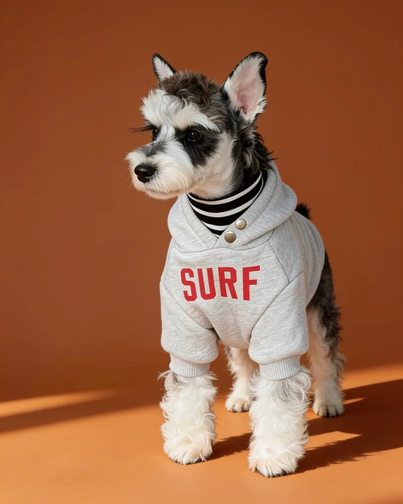 A small gray and white dog wearing a light gray dog hoodie with &