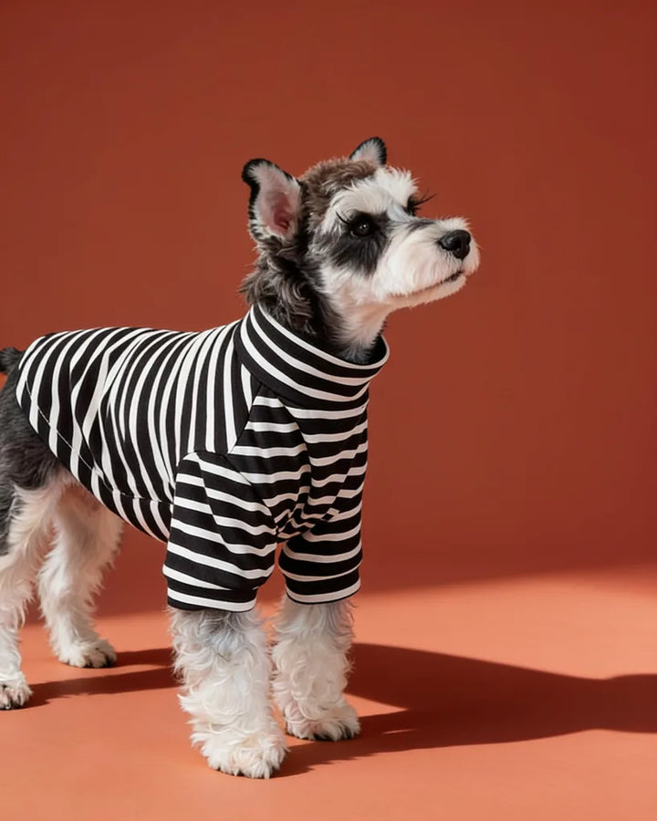 small dog wearing a black and white striped jumper