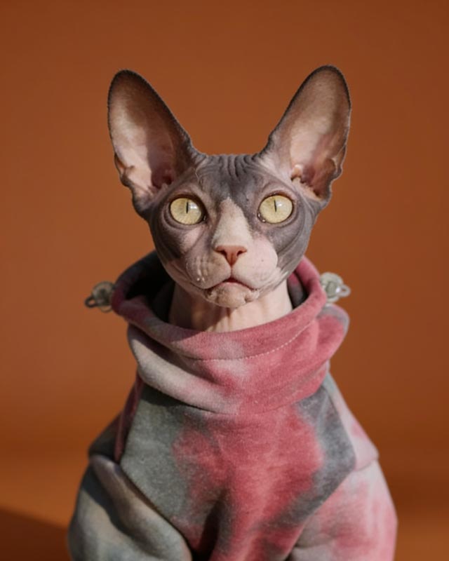 Tie Dye Sphynx Cat Hoodies CityBear