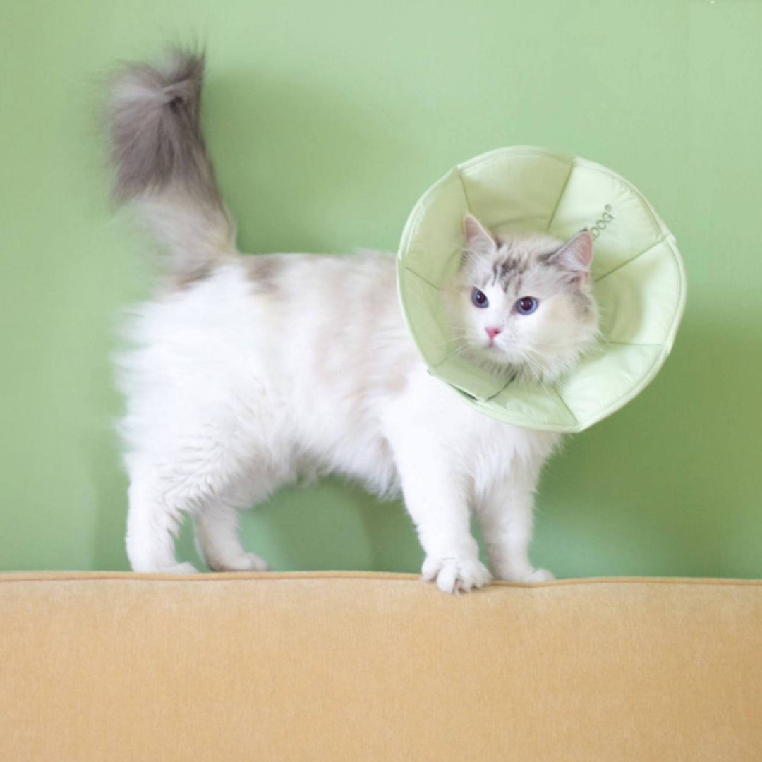 TouchDog Pet Recovery eCollar