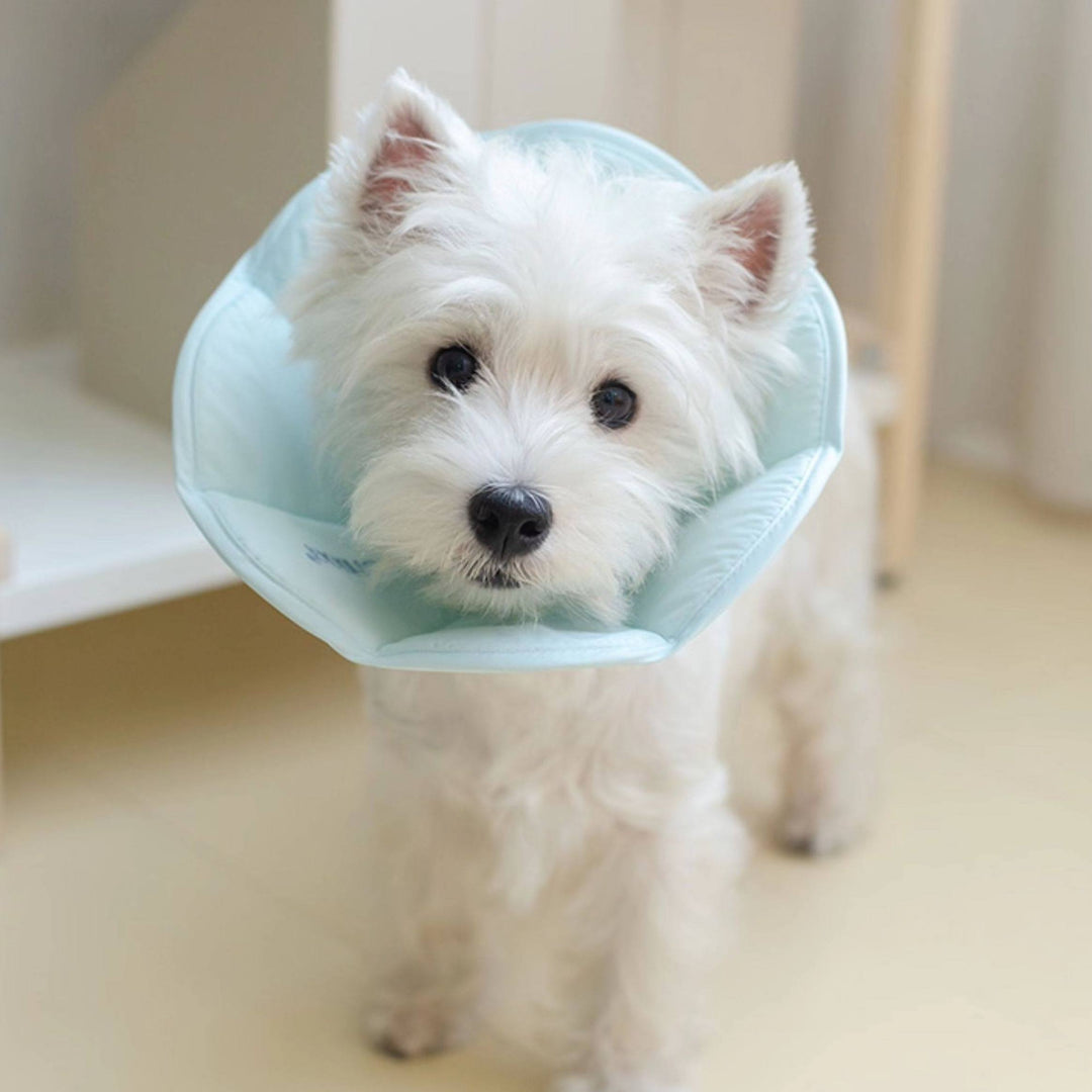 TouchDog Pet Recovery eCollar